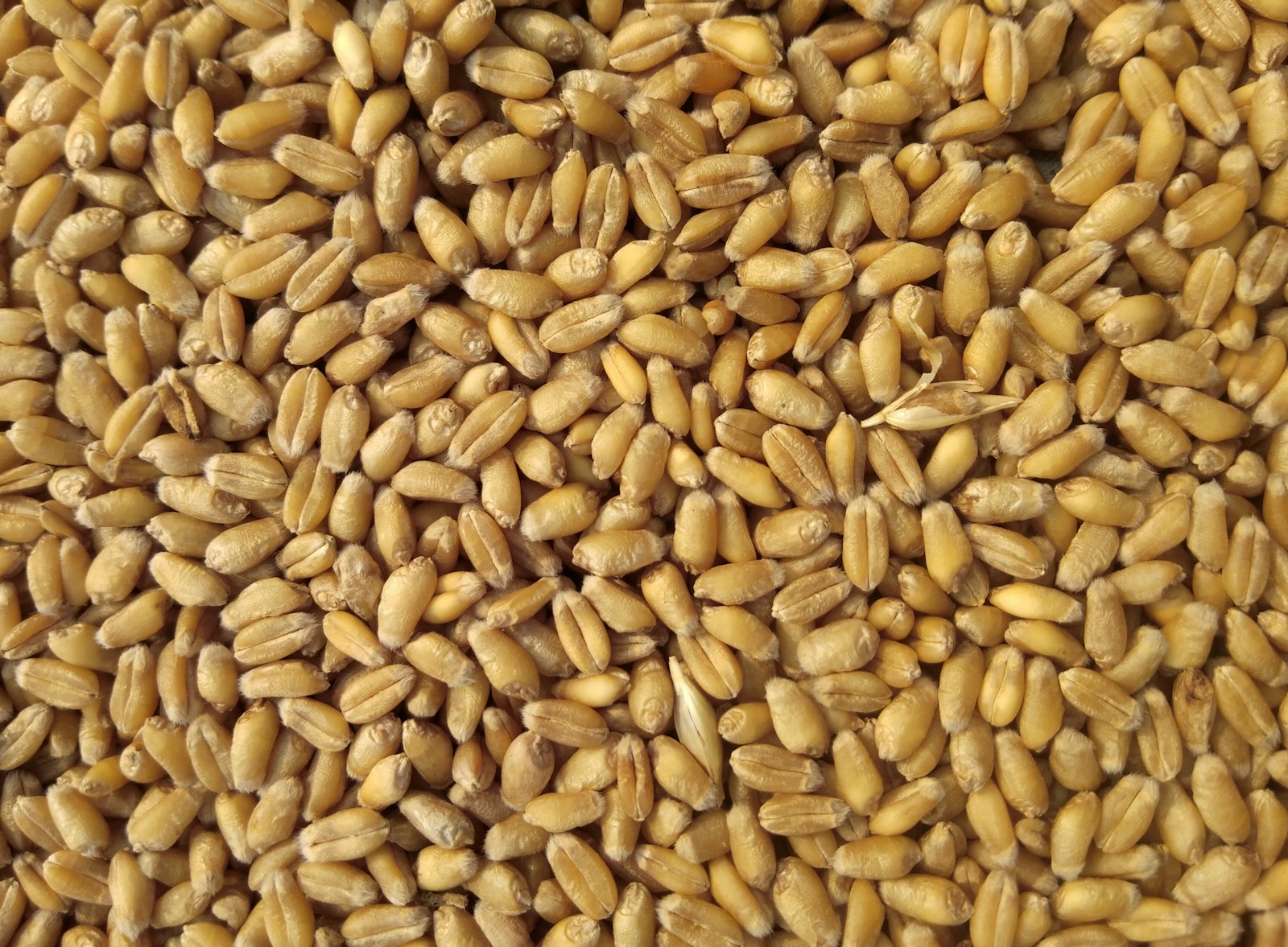 Premium export-grade agro commodity grains in close detail — traceable, certified quality