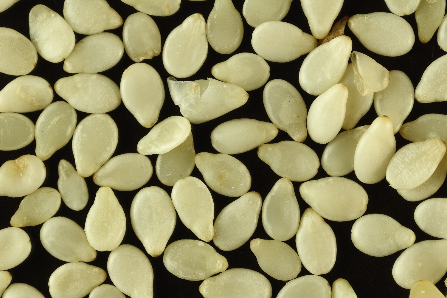 Hulled White Sesame Seeds — Devanshi Tradeables export-grade