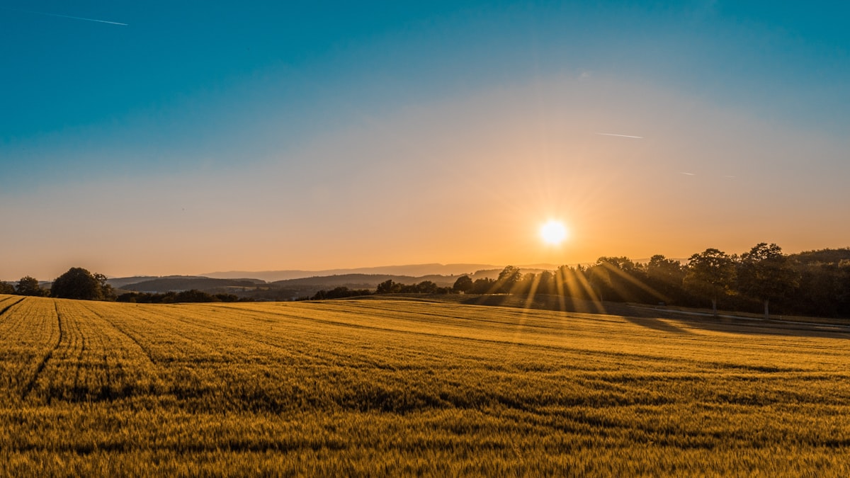 Golden wheat field at harvest — direct farmer sourcing for Devanshi Tradeables