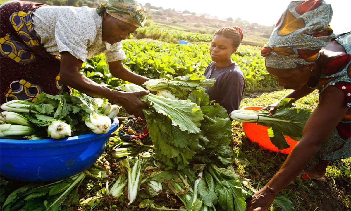 Farm workers sorting and grading fresh produce after harvest — on-site quality inspection